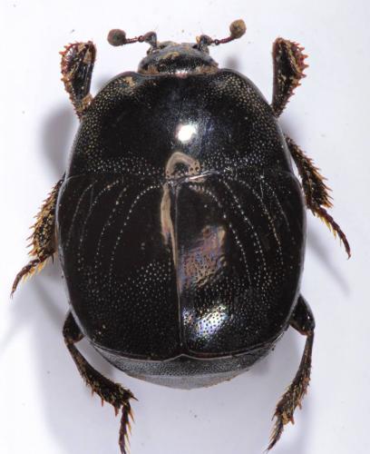 Réf. 220 822 : Saprinus semistriatus